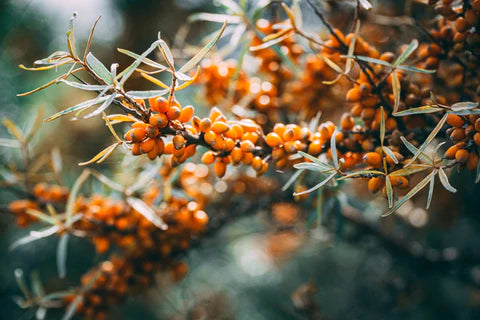 The Ultimate Guide to Sea Buckthorn