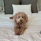 TEST reese bundle 2