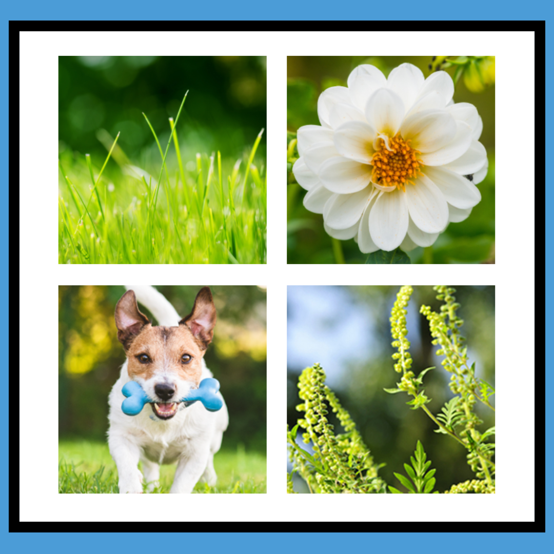 Lastacaft® Once Daily Eye Allergy Relief Drops myze The Daily Care